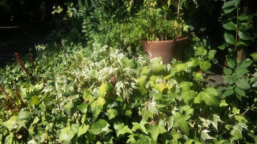 Poesia verde giardino 820x461 - Vasi in plastica grandi da acquistare online: cosa scegliere